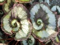 Begonia Ã¢â¬ËEscargotÃ¢â¬â¢ p.p.a.f. Begonia rex hybrid Plant Patent Applied For - Propagation Prohibited or Schnecken Begonie Royalty Free Stock Photo